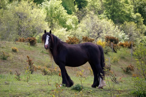 Side View Irish Cob Mare Standing Pasture County Wicklow Ireland — Stock Photo, Image