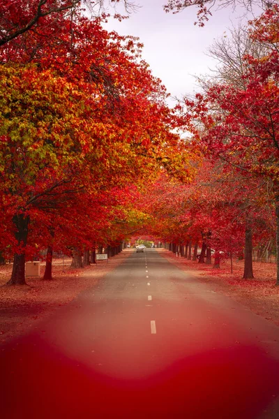 Beautiful Red Leaved Trees Autumn Lining Streets Town — Photo