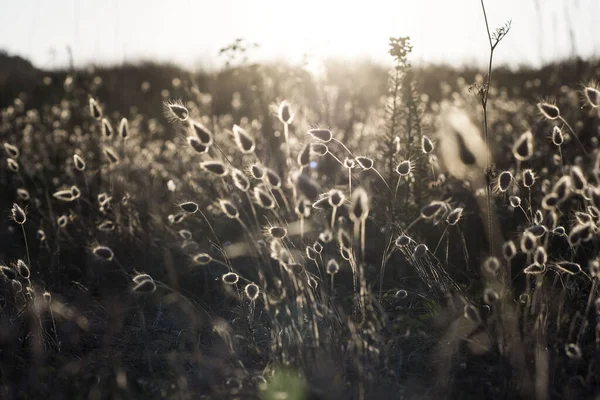 Eine Nahaufnahme Von Wildblumen Die Sonnenlicht Auf Dem Feld Wachsen — Stockfoto