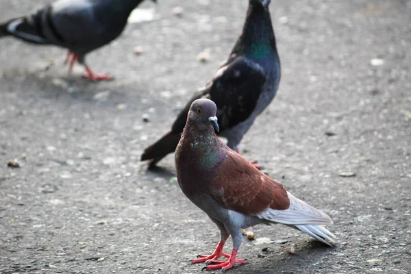 Una Bandada Palomas Comiendo Semillas Una Calle —  Fotos de Stock