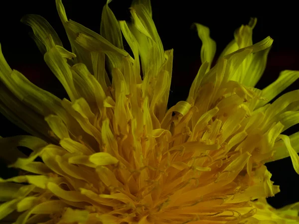 Closeup Shot Wild Yellow Dandelion Flower Black Background Dark Room — Stock Photo, Image