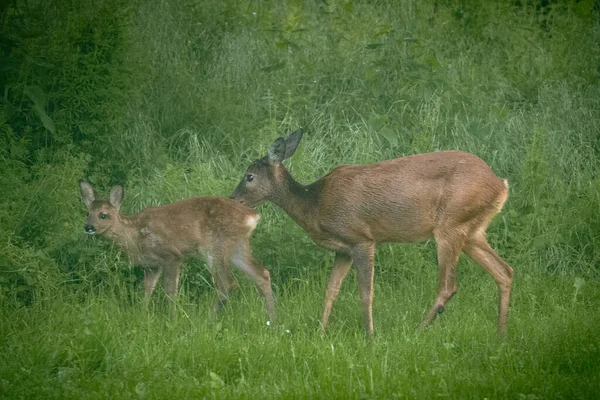 Deer Fawn Youngling Clearing Covered Grass Mother Deer Caring Grooming — Zdjęcie stockowe