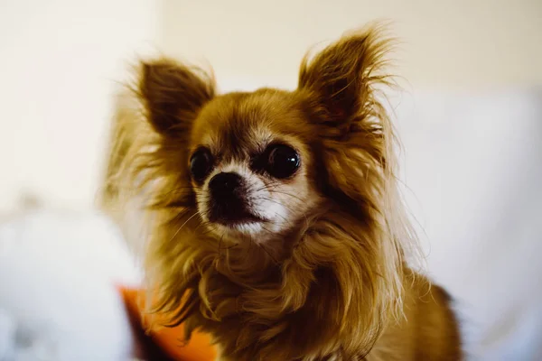 Μια Επιλεκτική Φωτογραφία Εστίαση Ενός Σκύλου Φυλής Chihuahua Ένα Απομονωμένο — Φωτογραφία Αρχείου
