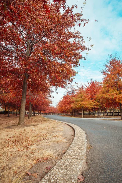 Schöne Rotblättrige Bäume Herbst Säumen Straßen Der Stadt — Stockfoto
