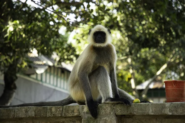 Ein Grauer Langur Einer Mauer Einem Park Sonnenlicht Mit Verschwommenem — Stockfoto