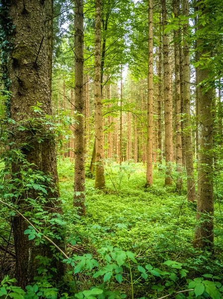 Uma Bela Vista Árvores Altas Com Troncos Finos Cultivados Floresta — Fotografia de Stock