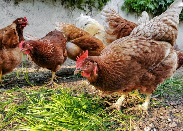 Domestic Chickens Rooster Muddy Yard — Fotografia de Stock