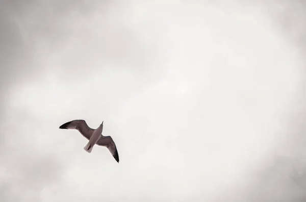 Eine Flache Aufnahme Einer Fliegenden Möwe Einem Bewölkten Himmel — Stockfoto