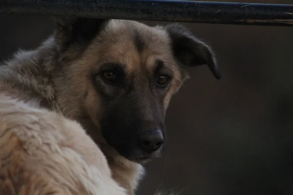 Indiase Hond Kijken Naar Cameraman — Stockfoto