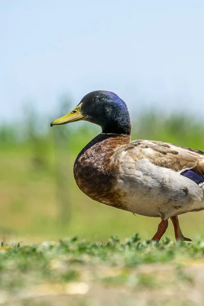 Gros Plan Canard Mignon Debout Sur Fond Flou — Photo