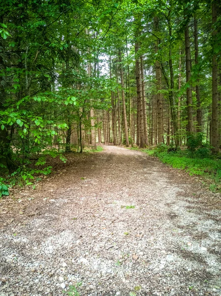 Estrecho Sendero Entre Árboles Altos Con Troncos Delgados Bosque Capturado — Foto de Stock