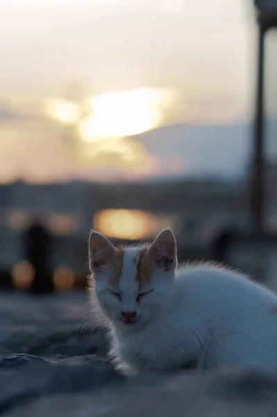 Nahaufnahme Einer Katze Mit Sonnenuntergang Hintergrund — Stockfoto