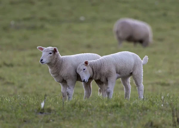 两只羊羔在一片背景模糊的草地上互相摩擦着 — 图库照片