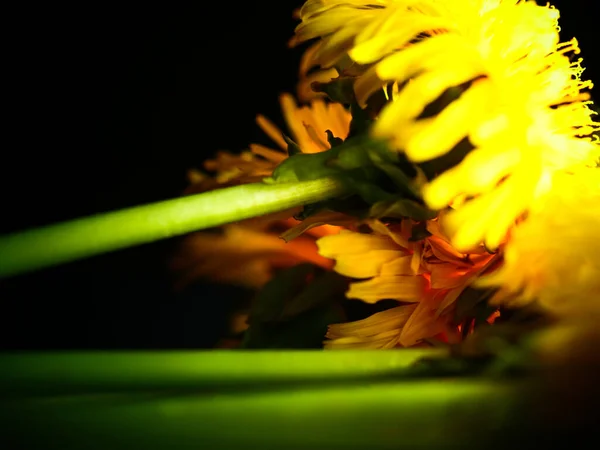 Een Close Shot Van Lang Stam Gele Paardebloemen Met Licht — Stockfoto