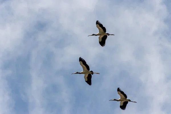 一些海鸟在美丽的蓝天中飞翔的低角镜头 — 图库照片