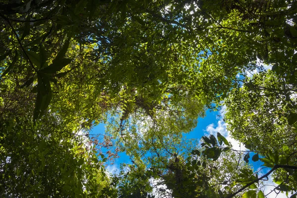 Cloud Forest Northern Guatemala Alta Verapaz Forest Conservation Fights Climate — Fotografia de Stock
