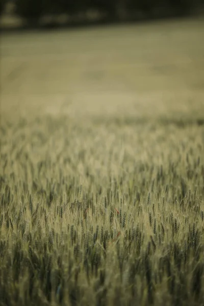 Tiro Seletivo Vertical Foco Campo Amarelo Verde Grama Campo — Fotografia de Stock