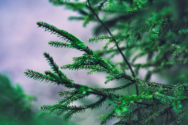 Selektivní Zaostření Smrku Lese — Stock fotografie