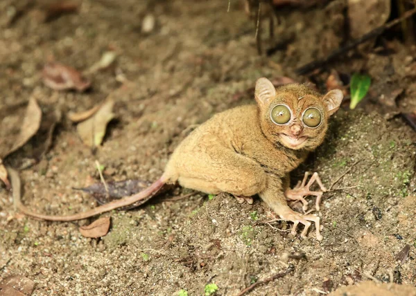 Enfoque Selectivo Tarsier Peligro Extinción Isla Belitung Indonesia —  Fotos de Stock