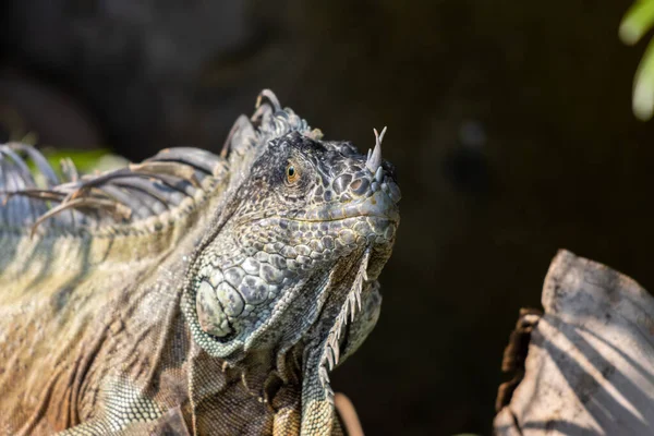 自然の生息地でイグアナのクローズアップショット — ストック写真