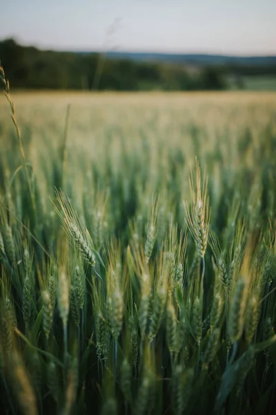 Een Verticaal Schot Van Een Tarweveld — Stockfoto