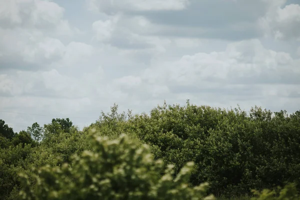 Vacker Utsikt Över Solig Naturscen Med Grönskande Träd Molnig Himmel — Stockfoto