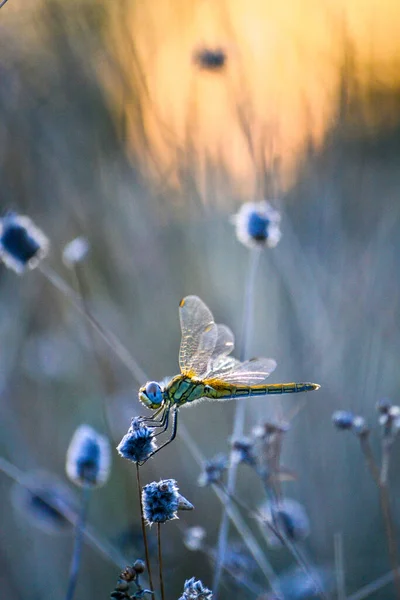 Eine Vertikale Selektive Fokusaufnahme Einer Libelle Auf Einer Pflanze — Stockfoto