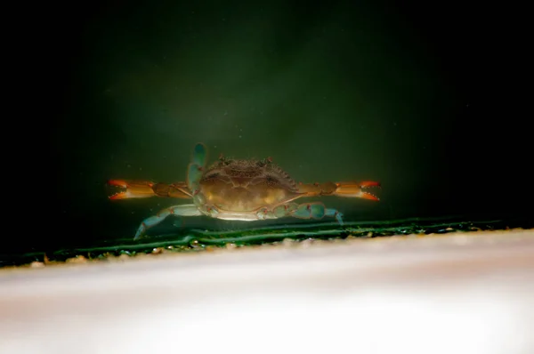 Selective Focus Shot Atlantic Blue Crab Callinectes Sapidus — Stock Photo, Image