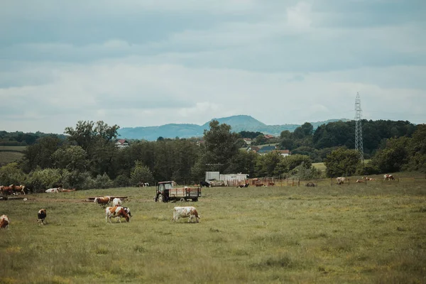 Drove Cattle Grazing Grass — Fotografia de Stock