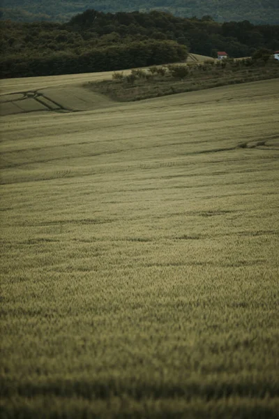 Vertical Shot Cereal Grain Field — Foto de Stock