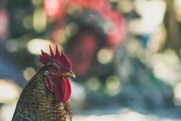 鸡群在农场里对一只公鸡的选择性集中拍摄 — 图库照片