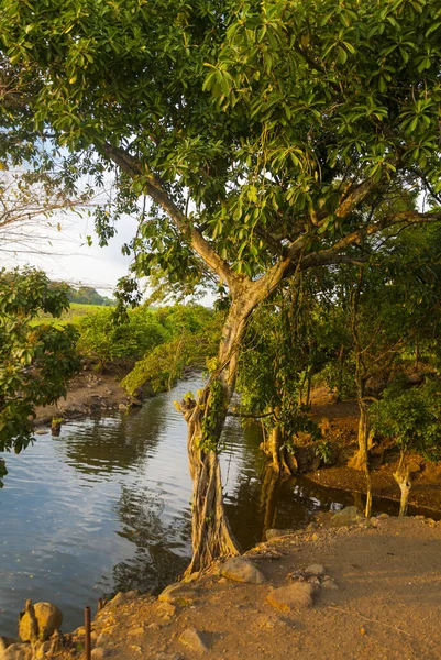 Alter Baum Zwischen Fluss Ländlichem Gebiet Guatemalas Kraft Der Organischen — Stockfoto