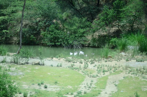 Sebuah Gambar Indah Bebek Berenang Danau — Stok Foto