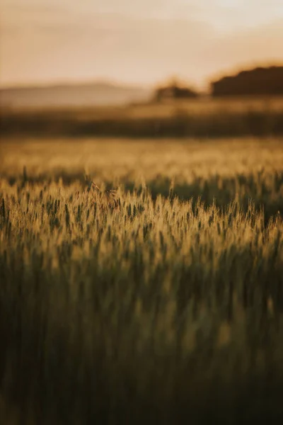 Вертикальный Выстрел Пшеничного Поля — стоковое фото