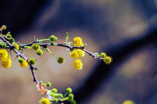 Närbild Gula Mimosoideae Grenar — Stockfoto