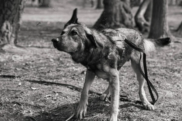 Een Grijswaarden Opname Van Een Bastaard Hond Zwervend Het Woud — Stockfoto