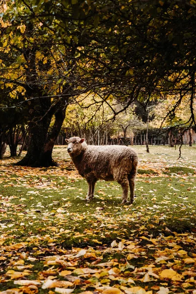 Wild Awassi Sheep Woods — 图库照片