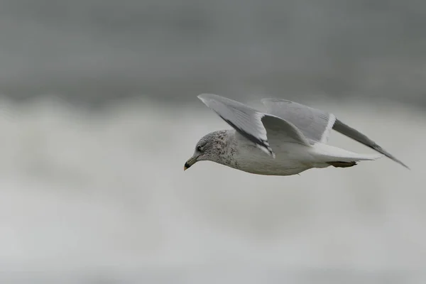 Oiseau Mer Survolant Mer — Photo