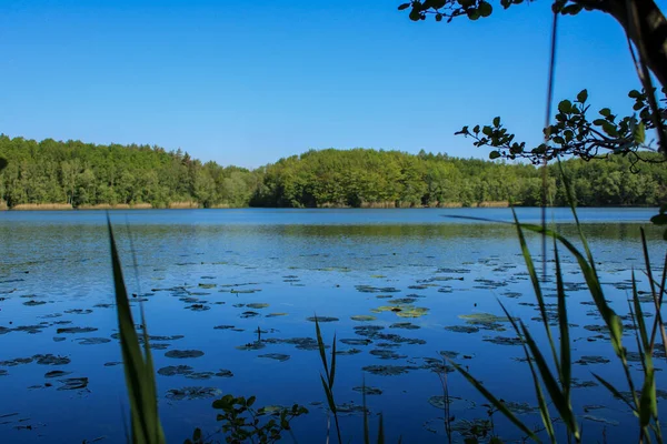 Une Belle Vue Sur Lac Calme Entouré Arbres Verts Frais — Photo