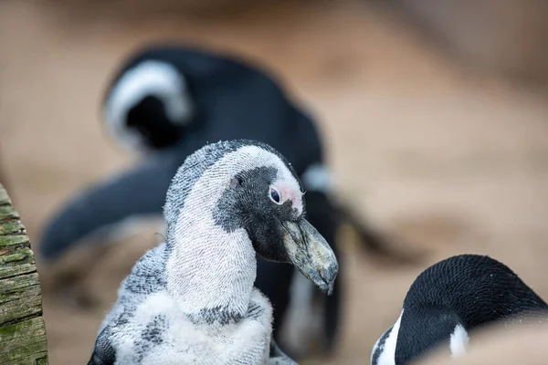 Обличчя Африканського Пінгвіна — стокове фото