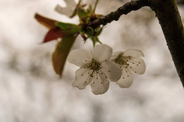 Selektivní Ostření Záběr Třešňových Květů — Stock fotografie