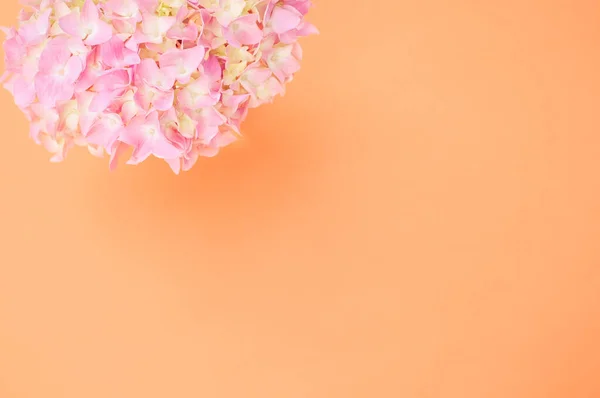 Vista Dall Alto Mazzo Ortensie Sfondo Arancione Con Spazio Testo — Foto Stock