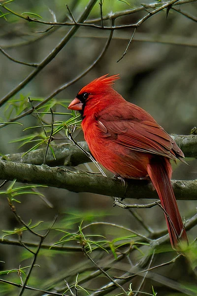 Gros Plan Cardinal Nord Perché Sur Une Branche Arbre — Photo