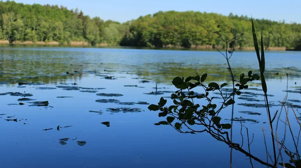 Красивый Вид Спокойное Озеро Окружении Свежих Зеленых Деревьев — стоковое фото