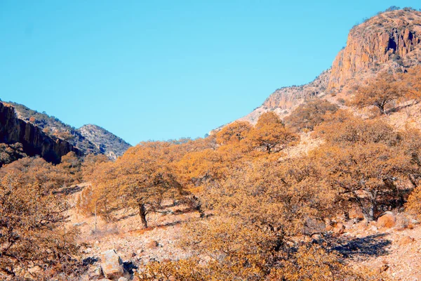 Mavi Gökyüzünün Altındaki Ağaçlarla Dolu Kuru Yamaçların Güzel Bir Görüntüsü — Stok fotoğraf