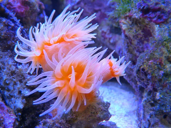 Eine Schöne Seeanemonen Unter Wasser — Stockfoto