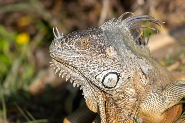 Close Uma Iguana Seu Habitat Natural — Fotografia de Stock