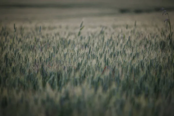 밭에서 곡물을 선별적으로 초점을 맞추는 — 스톡 사진
