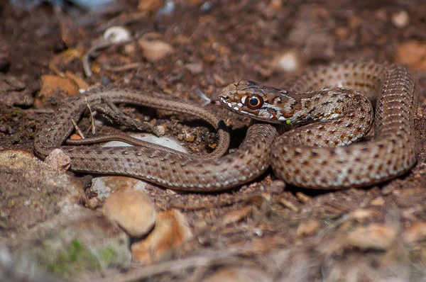 Selective Focus Shot Malpolon Monspessulanus Montpellier Snake — Stock Fotó