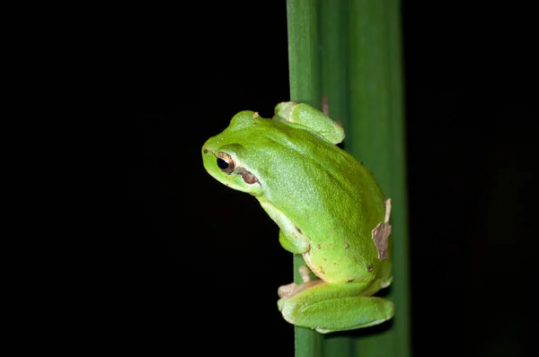 Selective Focus Shot Mediterranean Tree Frog Hyla Meridionalis — Stock fotografie